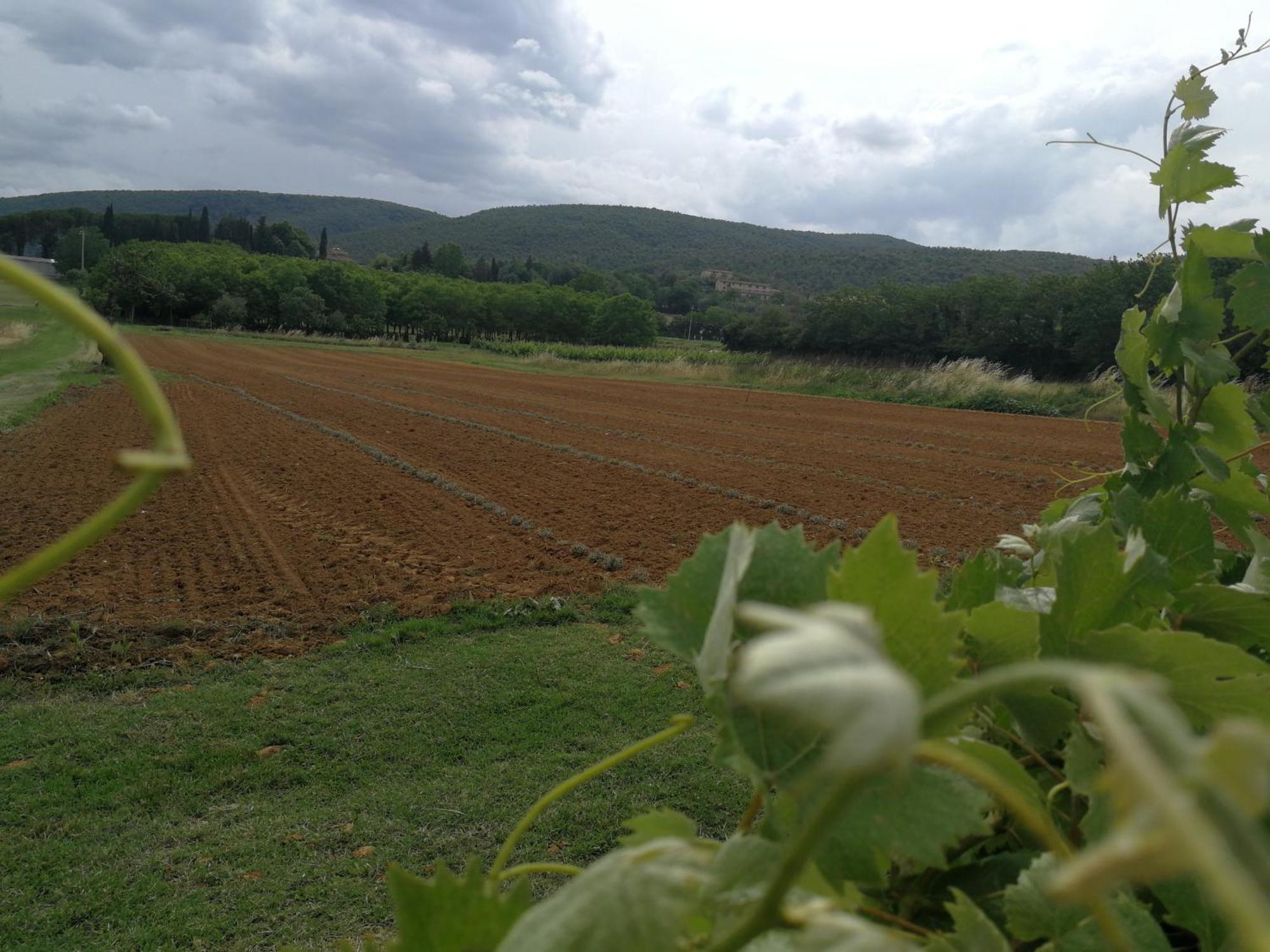סוביצ'ילה Claudia Vacanza Toscana - Appartamento Melograno -10 Min Da Siena חדר תמונה